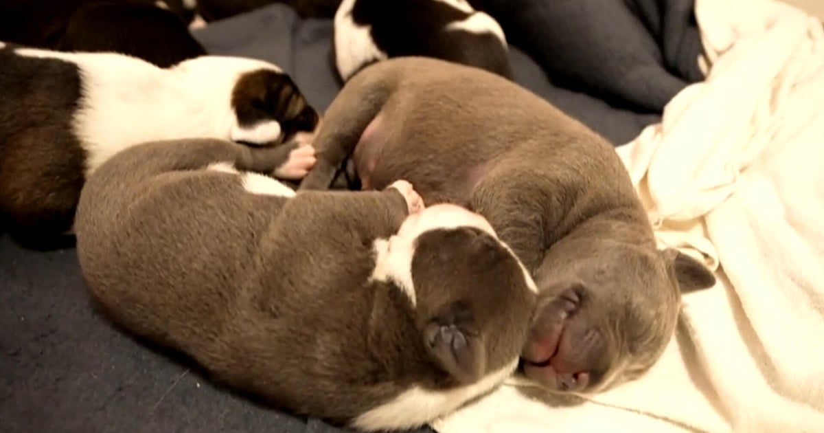 texas-dog-rescue-pregnant-pups