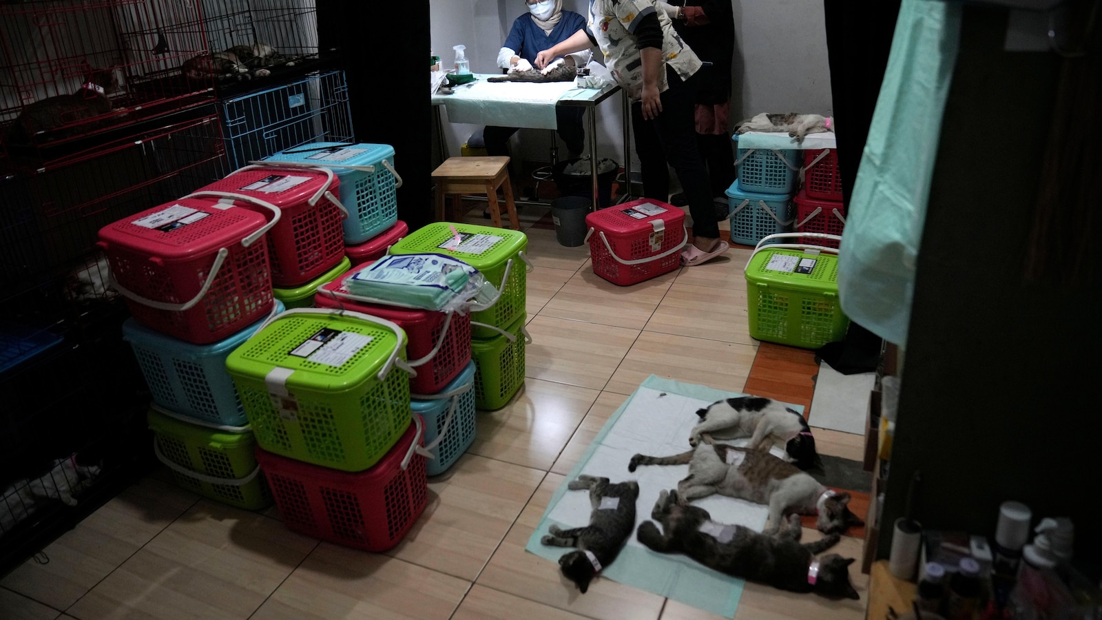 jakarta-tnr-stray-cats-effort