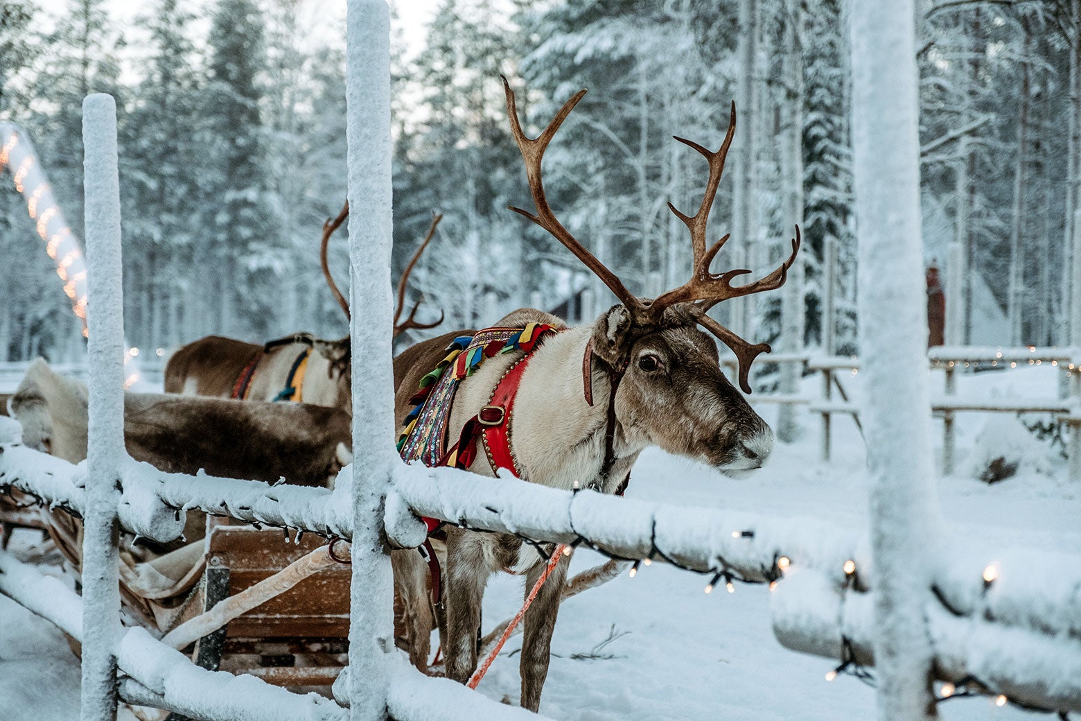 christmas-holiday-mishaps