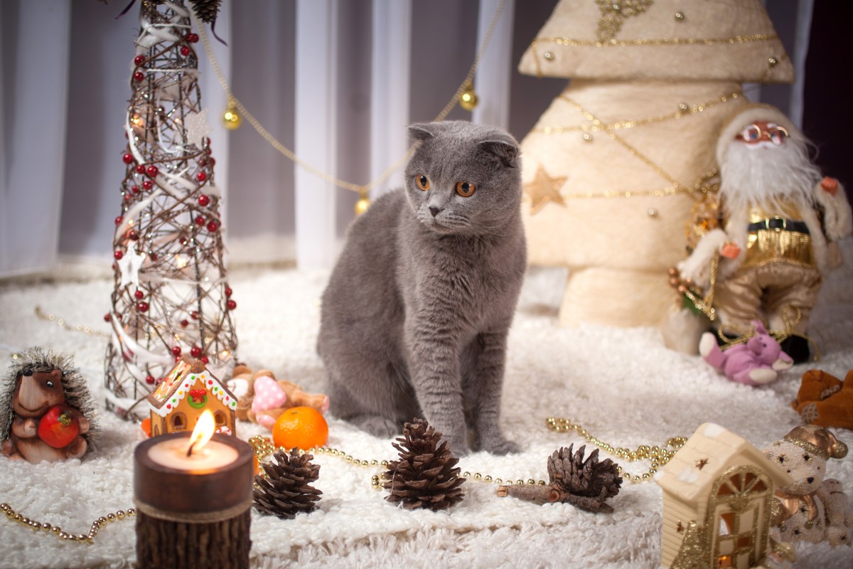 christmas-trees-cat-safety