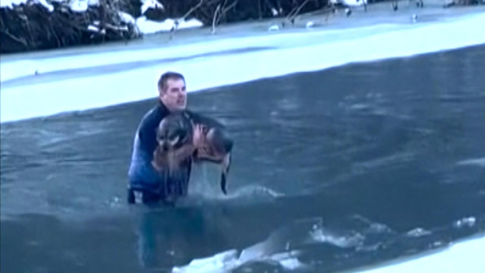 dog-rescue-icy-river