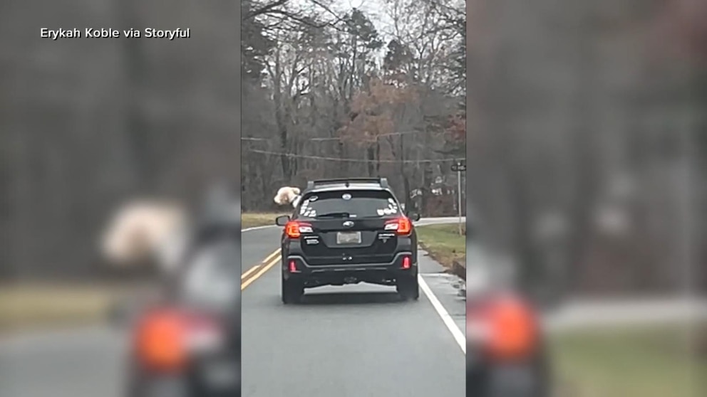 dog-zoomies-car-adventure