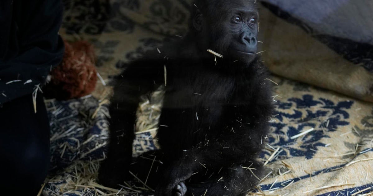 gorilla-rescue-istanbul-zoo