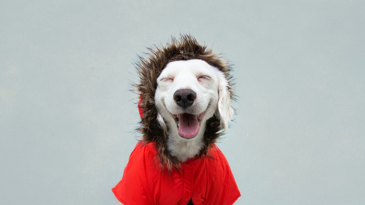 winter-dog-jackets