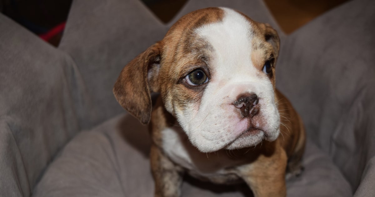 bulldog-puppy-rescue-colorado