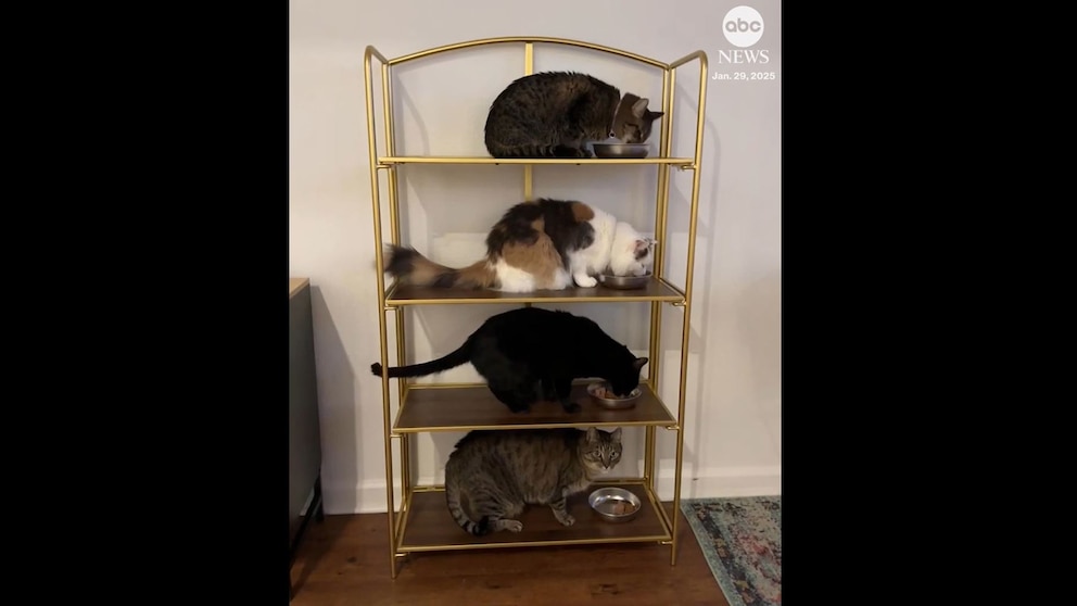 cat-training-feline-dining-masterclass