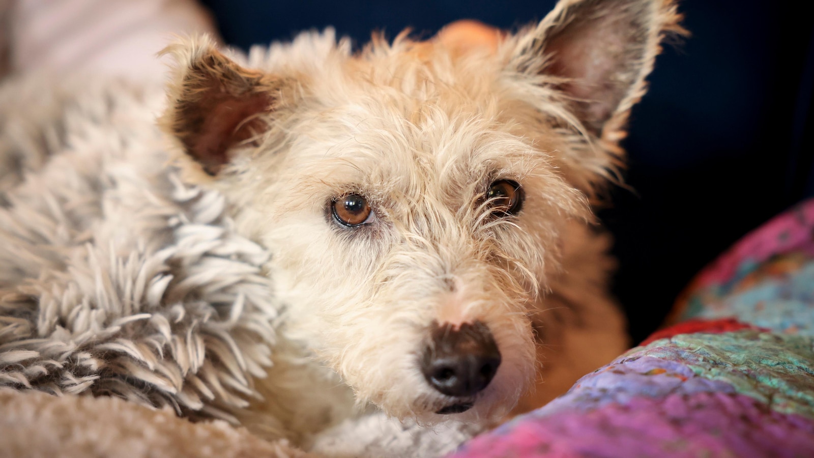 runaway-dog-new-orleans-adventures