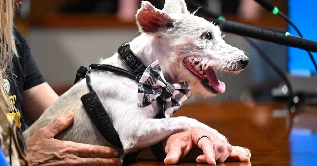 scrim-rescue-dog-new-orleans