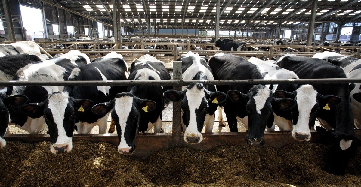 milk-consumption-america-insights
