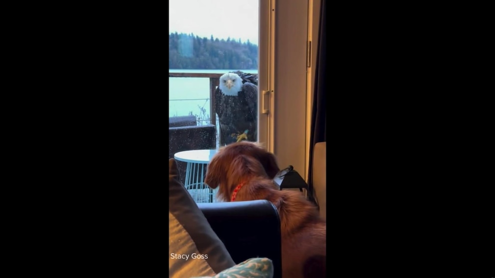 bald-eagle-dog-friendship
