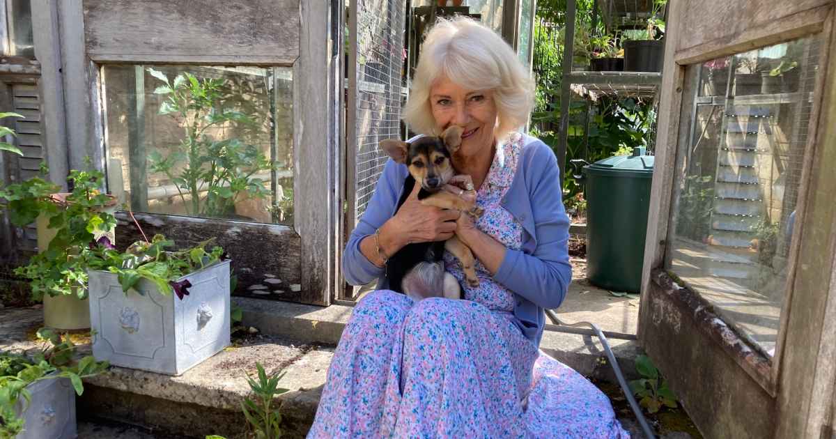 queen-camilla-rescue-dog-moley